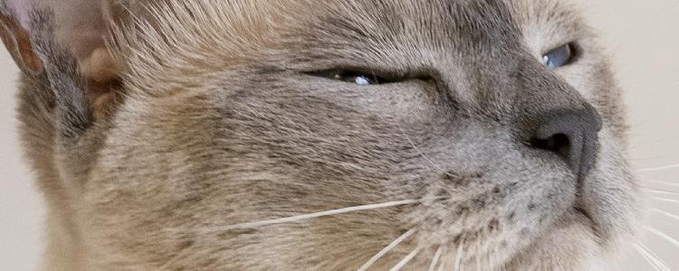 暹罗猫拉稀怎么办 超过24h建议送往医院哦！