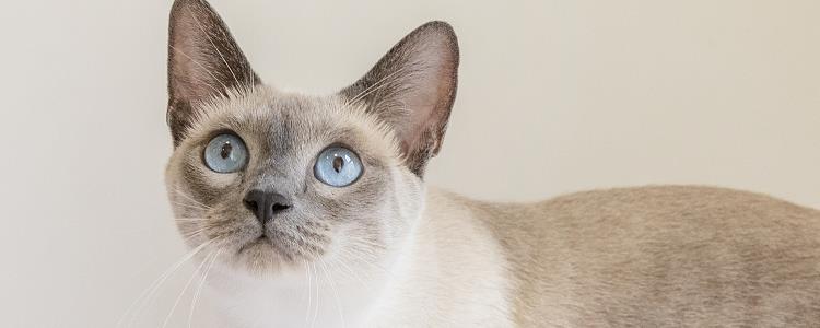 暹罗猫长大会变短毛么 人家本来就是短毛猫啊！