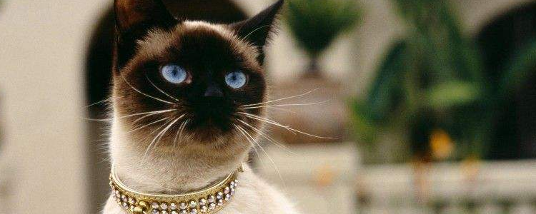 两个月暹罗猫为什么那么爱叫 小猫都会这样哦！