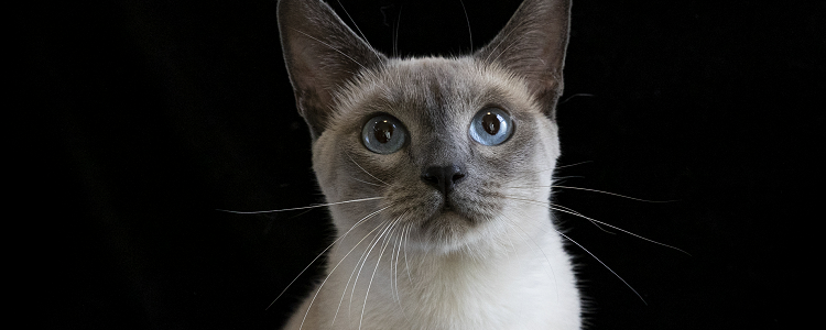 猫吃了2块德芙巧克力 巧克力可是会让猫致命的！