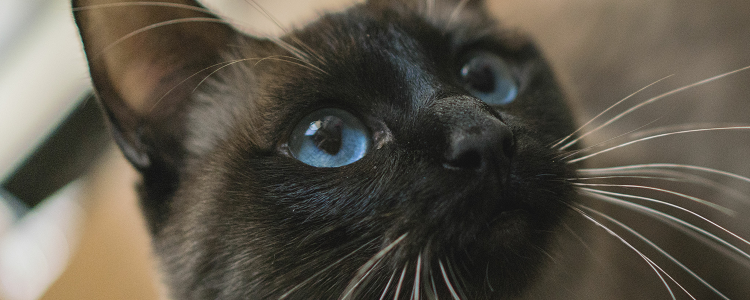 暹罗猫什么时间就不掉毛 人都每天会脱发，你说猫呢？