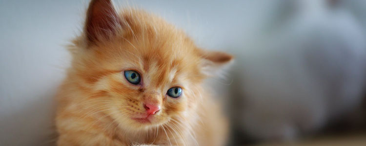 猫冬天爱睡觉吗 当猫咪出现这种睡姿就要警惕了猫冬天爱睡觉吗 当猫咪出现这种睡姿就要警惕了
