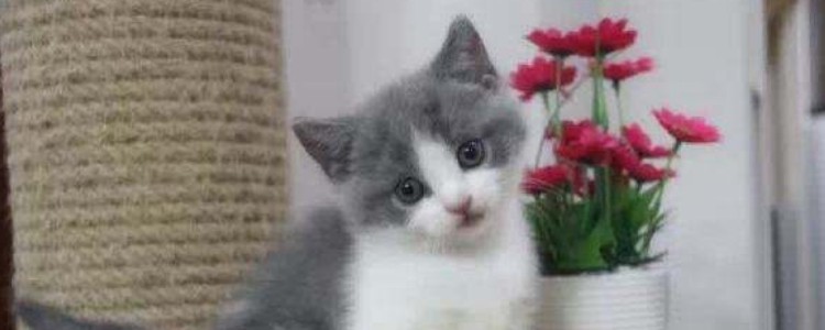 猫可以吃馒头吗 馒头真的不适合猫咪吃!