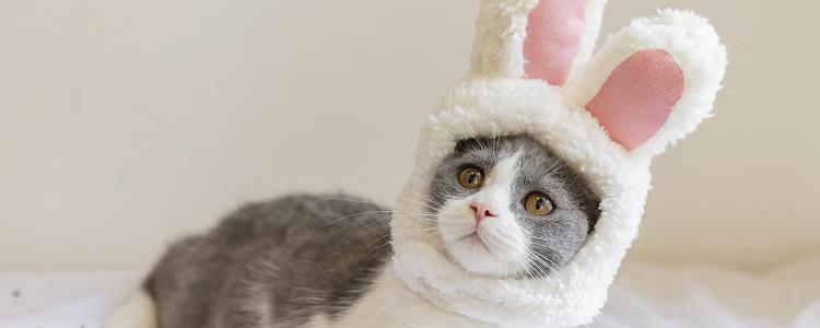 波波茶是什么品种的猫 这种猫可是猫中精灵哦！