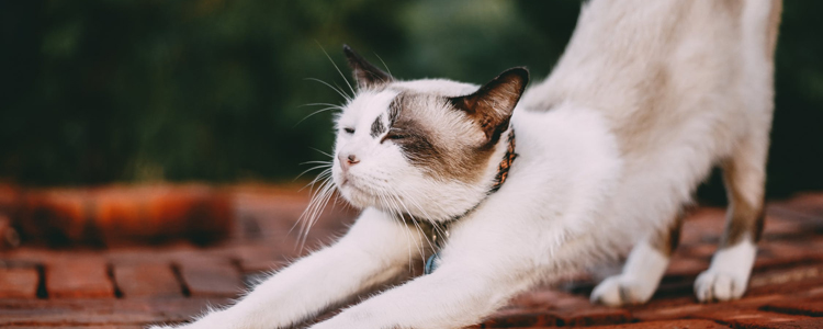 猫冬天发情 怎么办 冬季如何有效缓解发情症状