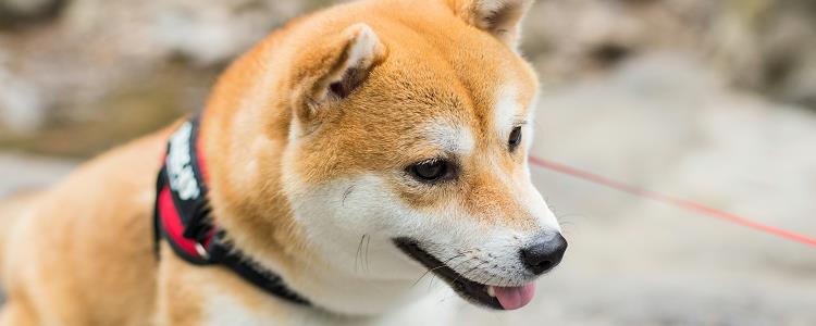柴犬是土狗吗 为啥地位和中国田园犬差这么多