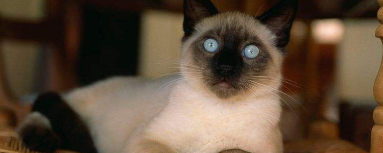 猫为什么会突然尿闭 尿闭一定要及时就医！