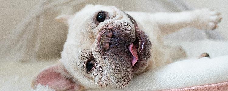 狗狗断甲的好处与坏处 正确的断甲是没用坏处的!