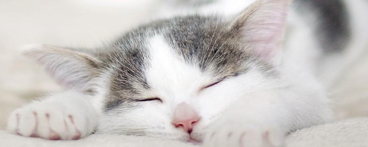 猫不打疫苗可以吗 疫苗对于猫咪来说是保护层!猫不打疫苗可以吗