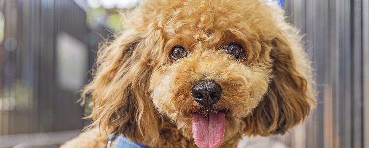 泰迪拉血水腥臭还吐 犬瘟要知道如何预防哦！
