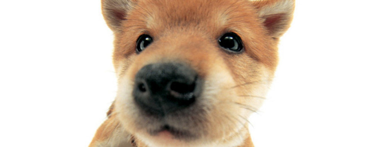 打狗队捕的狗送到哪里 一定要给狗狗办理犬证哦！