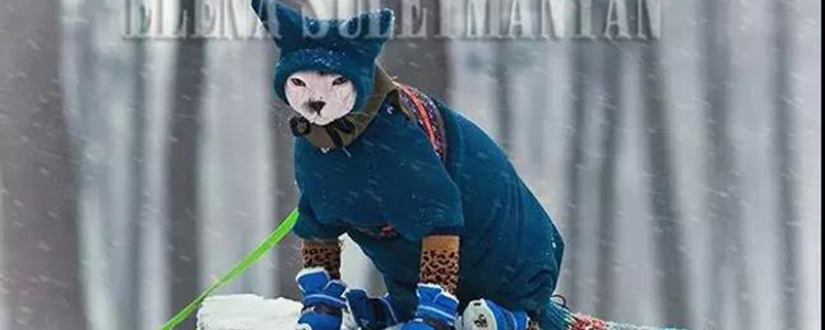 猫冬天可以穿衣服吗 看看哪些猫需要穿衣服猫冬天可以穿衣服吗 看看哪些猫需要穿衣服