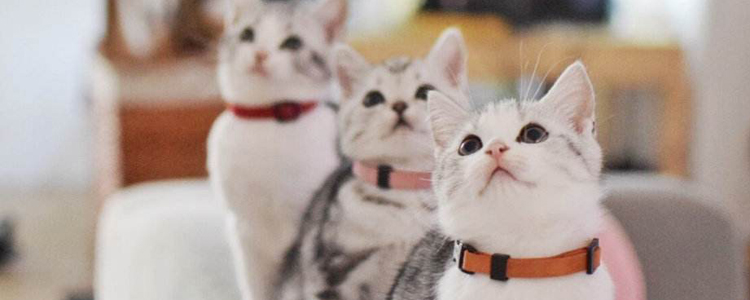 猫冬天可以在户外睡觉么 这都不知道还养什么猫