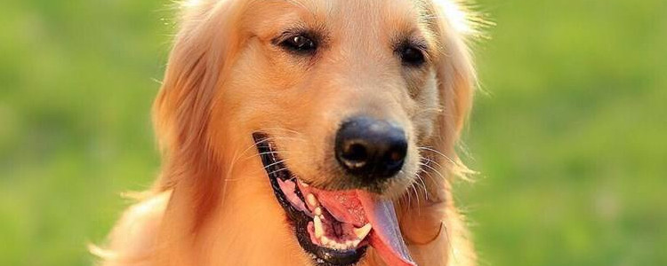 狗狗拉的粑粑是黑色的 这些原因你要知道哦