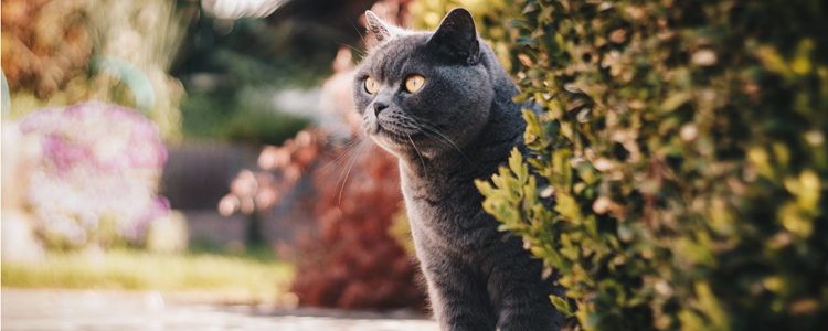 猫冬天可以养在阳台上吗 就算不被冻死也会冻伤！