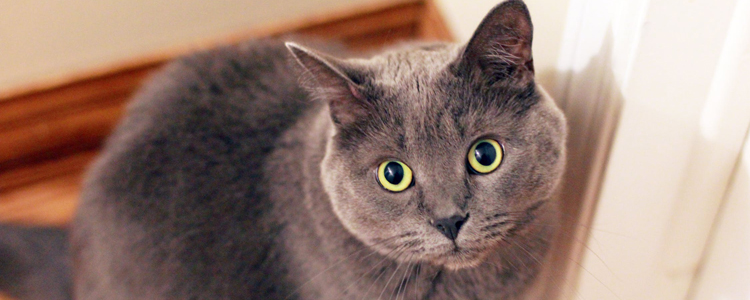 猫冬天拉肚子怎么办 别再自以为猫不怕冷了！