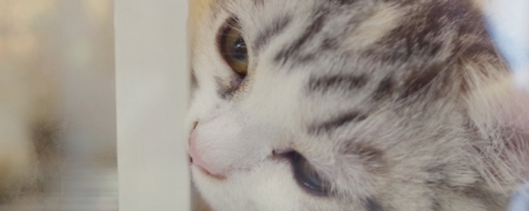 猫可以吃葡萄吗 犬猫类动物就别喂食了！猫可以吃葡萄吗
