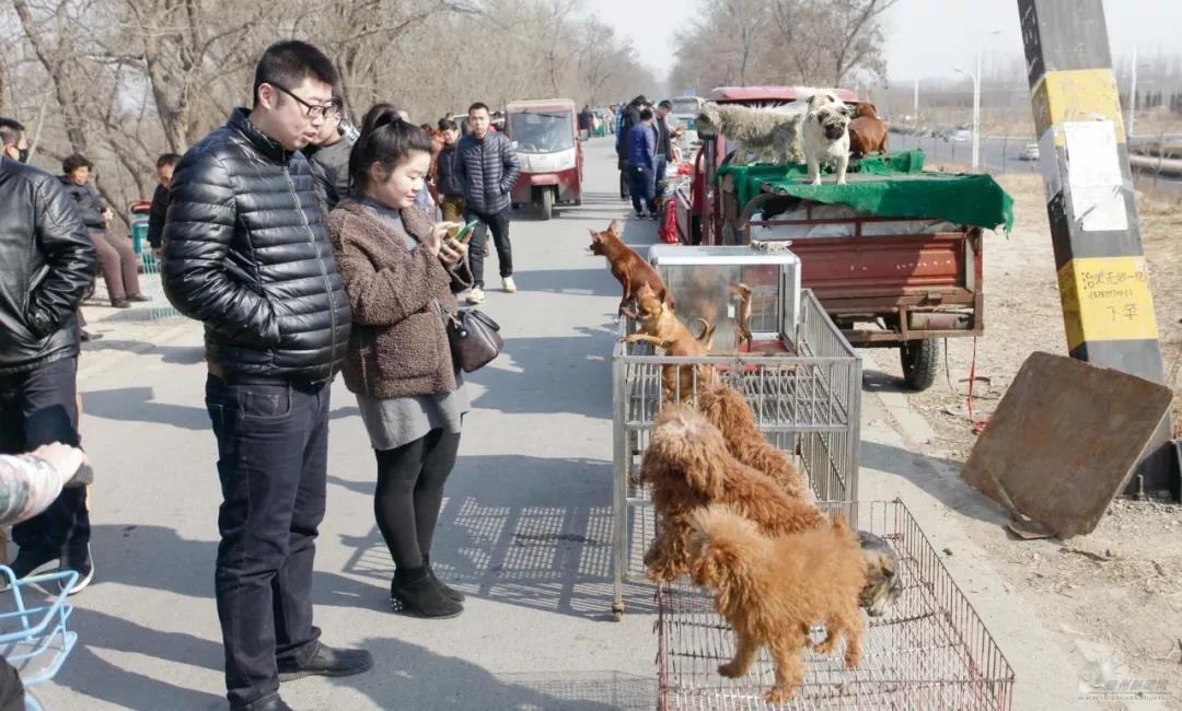 什么叫后院繁殖？ 你购买的宠物可能来自人间炼狱