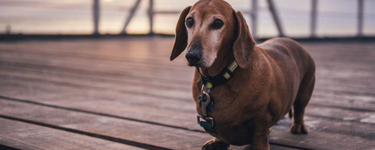 冬季养狗注意事项 这些紧急多数人都在做!