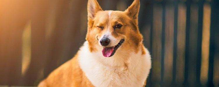 哪些狗狗最忠诚主人 这些狗狗会为你牺牲自己！