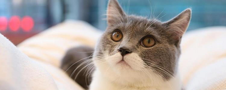 正常猫屎形状 猫猫的粪便居然有这么多奥义?