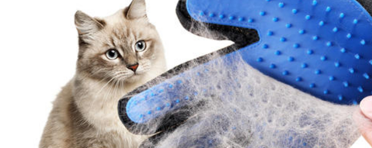 猫冬天剃毛会冷吗 说了多少次剃毛弊大于利!