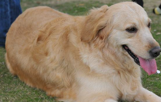 老年犬要注意什么？老年狗狗容易出现六大问题