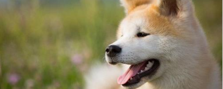 狗狗冬天喜欢睡地上怎么办 及时做好保暖很重要！狗狗冬天喜欢睡地上怎么办