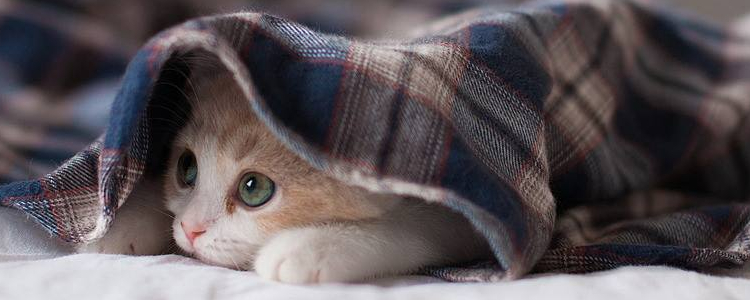 猫季节性抑郁症的表现 冬季高发时期别忽视