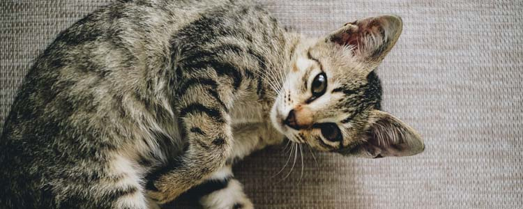 怎么判断猫是否抑郁症 需要做哪些检查？