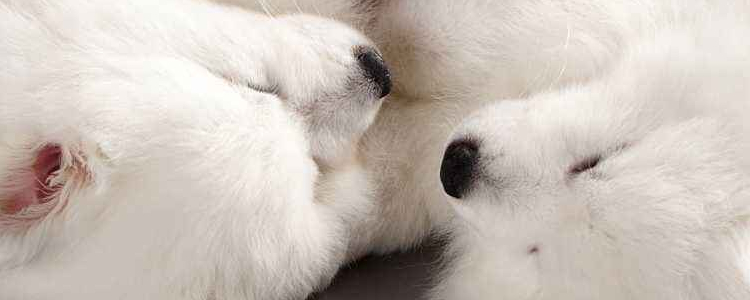 贵宾犬饲养的注意事项 这些你都要知道!