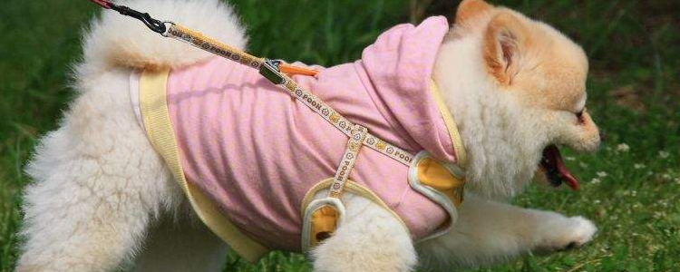 狗狗穿衣服要注意什么 关于狗狗穿衣服的三个问题
