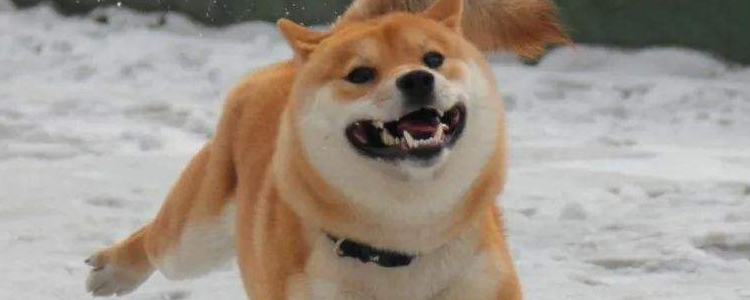 狗狗拉稀是什么原因 犬主必备狗狗腹泻五大罪魁祸首