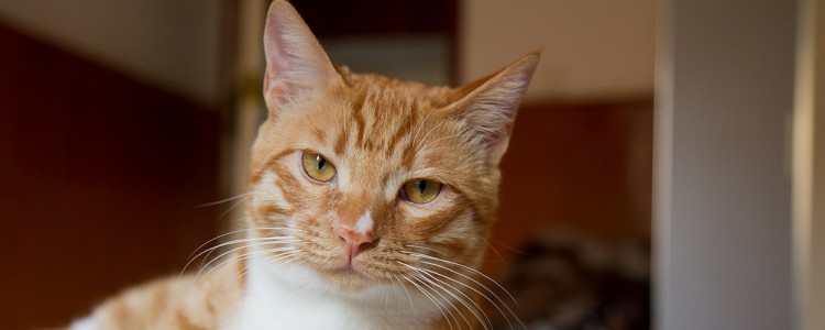 猫带铃铛有什么影响吗 影响绝对不止一点点！猫带铃铛有什么影响吗 影响绝对不止一点点！猫带铃铛有什么影响吗