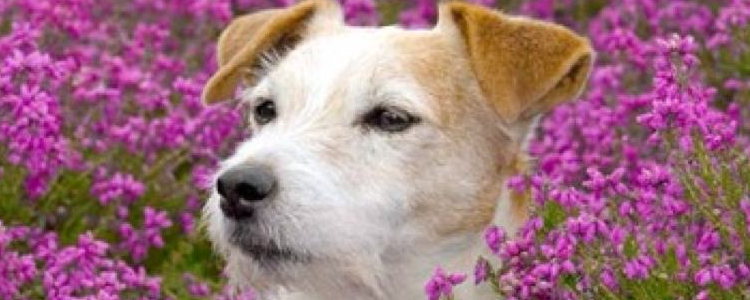 怎么给斗牛犬洗澡 给斗牛犬洗澡的注意问题