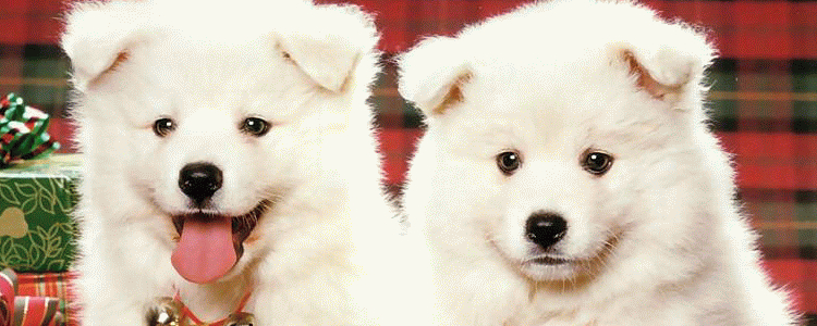 狗狗眼屎多怎么办 照我的做准没错！