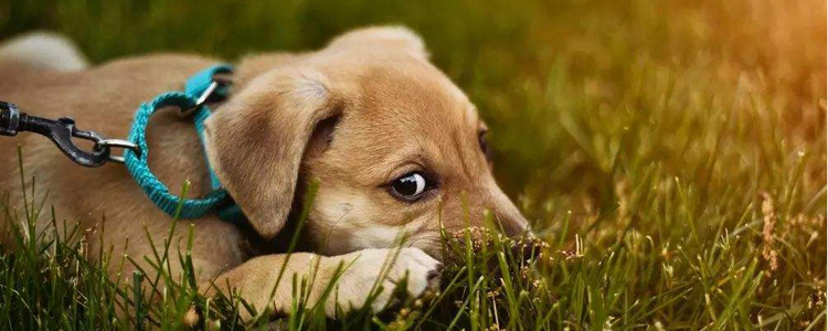 狗狗毛发干燥吃什么药? 毛发干燥也是病?