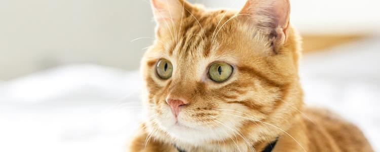 橘猫嘴唇黑斑 是怎么回事？