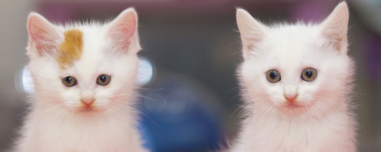 猫耳朵细菌感染 及时进行针对治疗消炎才行！