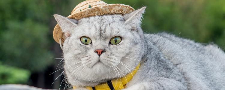 没有旧猫粮过渡怎么办 你可以试试这招