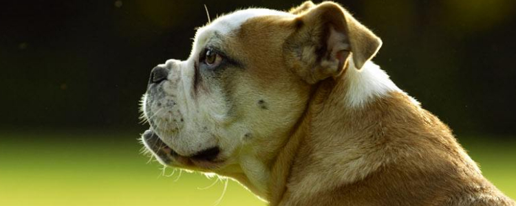 恶霸犬多少钱一只  普通、带血统、赛级的价格一览