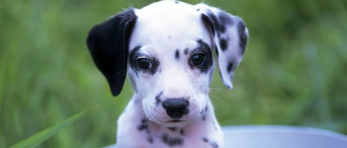 斑点狗多少钱一只幼犬  看完你就知道了