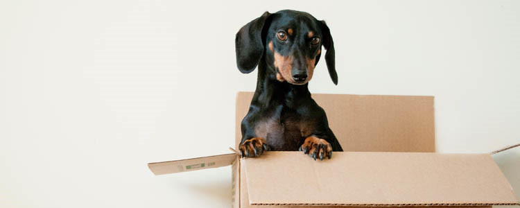 腊肠犬多少钱一条 要小心被不良商家给骗哦！