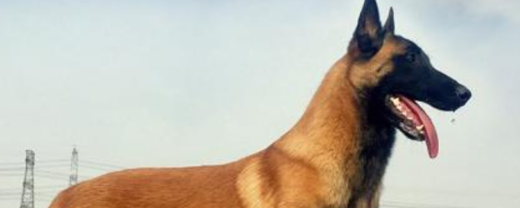 马犬为什么瘦出肋骨 是不是营养补充不够及时！