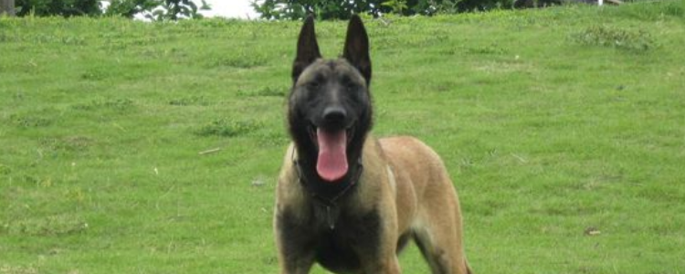 马犬太瘦是怎么回事 看看你是哪步做错了！