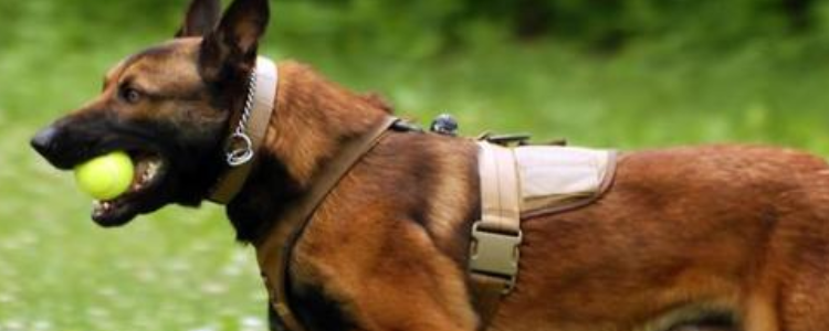 马犬纯不纯怎么看 知道哪种马犬才是纯种吗