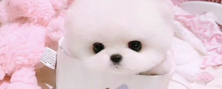 茶杯犬多少钱一只 稀有品种千万别被骗了哦！