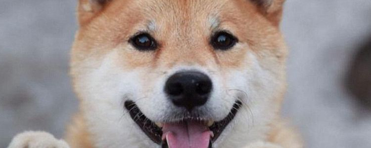 柴犬多少钱一只幼崽 购买柴犬的注意事项