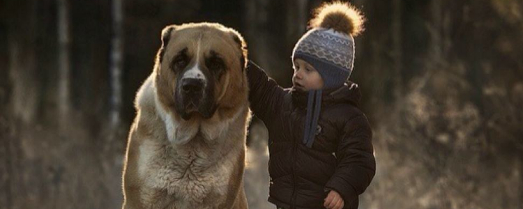 狗狗一天拉8次大便 是怎么了？