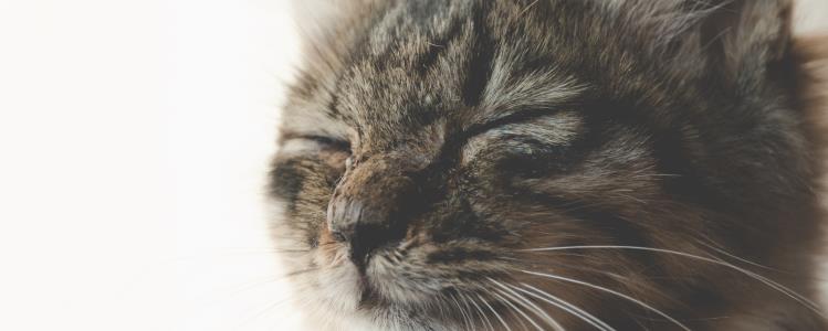 狸花猫是管教还是放养 一定要懂得管教猫咪哦!